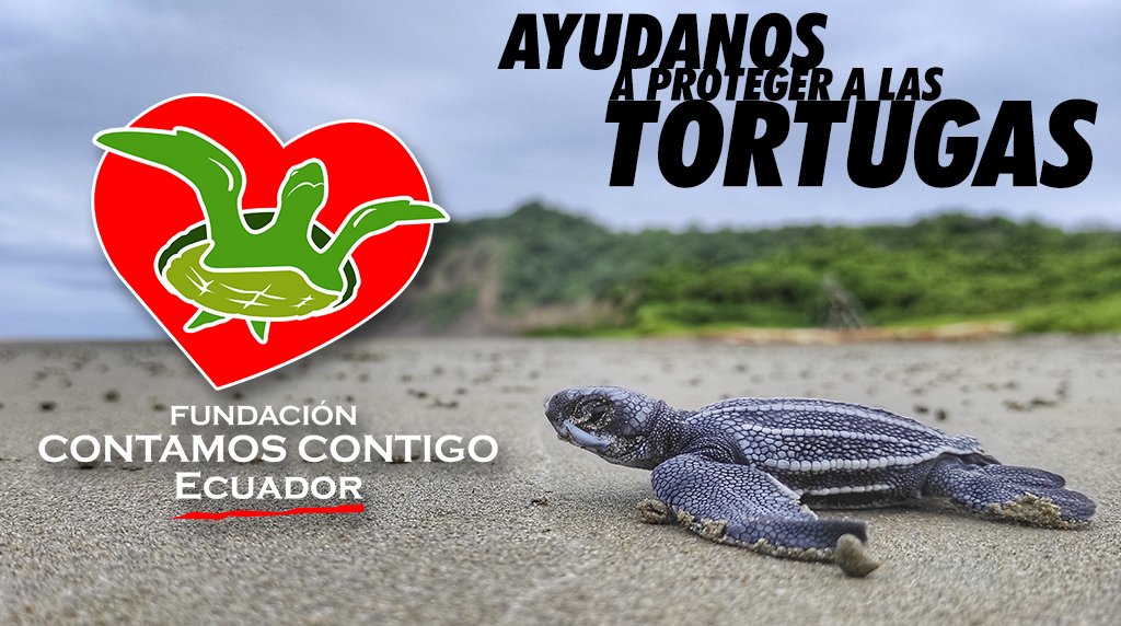 La imagen tiene un atributo ALT vacío; su nombre de archivo es TORTUGA-adopta_2-1.jpg